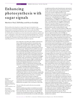 Enhancing Photosynthesis with Sugar Signals