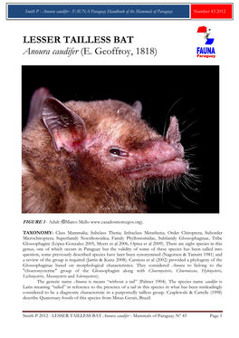 LESSER TAILLESS BAT Anoura Caudifer (E