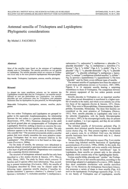 Antennal Sensilla of Trichoptera and Lepidoptera: Phylogenetic Considerations