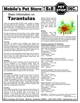 Tarantulas Defensive Hairs Off the Top of the Abdomen