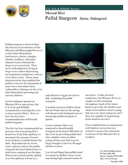 Missouri River Pallid Sturgeon Status: Endangered