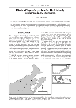 Birds of Tapuafu Peninsula, Roti Island, Lesser Sundas, Indonesia