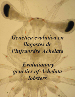 Genètica Evolutiva En Llagostes De L'infraordre Achelata Evolutionary