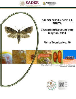 Falso Gusano De La Fruta (Thaumatotibia Leucotreta) Meyrick, 1913