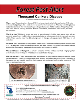 Thousand Cankers Disease (Pityophthorus Juglandis) (Geosmithia Morbida )