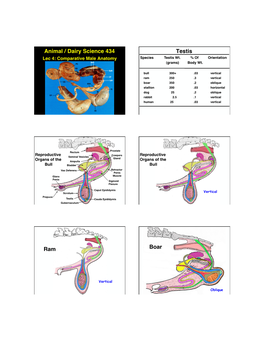 Animal / Dairy Science 434 Testis Ram Boar