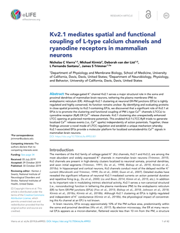 Kv2.1 Mediates Spatial and Functional Coupling of L-Type Calcium Channels