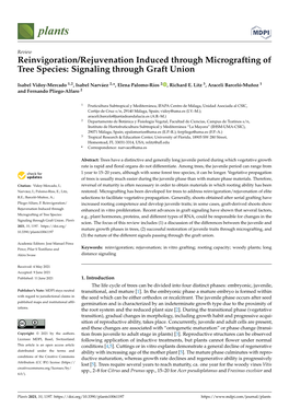 Reinvigoration/Rejuvenation Induced Through Micrografting of Tree Species: Signaling Through Graft Union