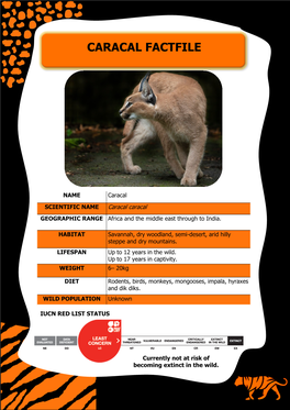 Caracal Fact File