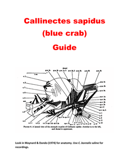 Callinectes Sapidus (Blue Crab) Guide