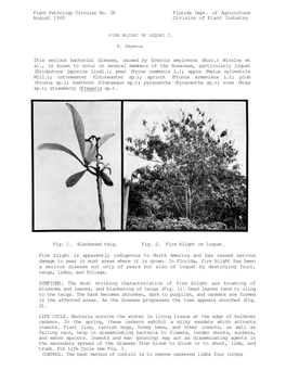 Plant Pathology Circular No. 38 Florida Dept. of Agriculture August 1965 Division of Plant Industry