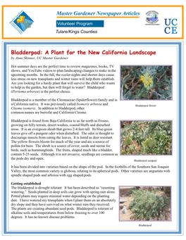 Bladderpod: a Plant for the New California Landscape by Anne Skinner, UC Master Gardener