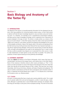 Basic Biology and Anatomy of the Tsetse Fly