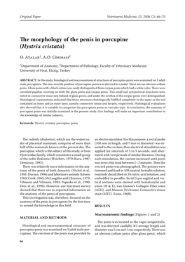 The Morphology of the Penis in Porcupine (Hystrix Cristata)