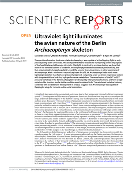 Ultraviolet Light Illuminates the Avian Nature of the Berlin Archaeopteryx