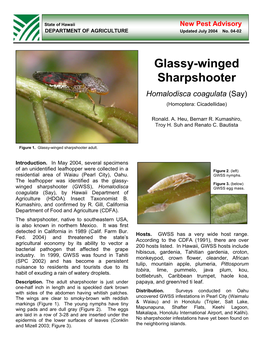 Glassy-Winged Sharpshooter