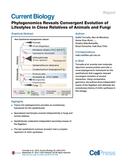 Phylogenomics Reveals Convergent Evolution of Lifestyles in Close Relatives of Animals and Fungi