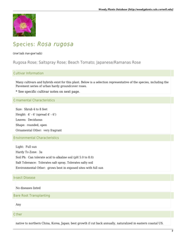 Species: Rosa Rugosa