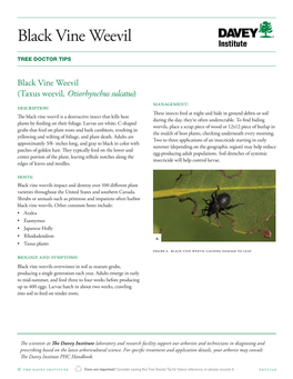 Black Vine Weevil