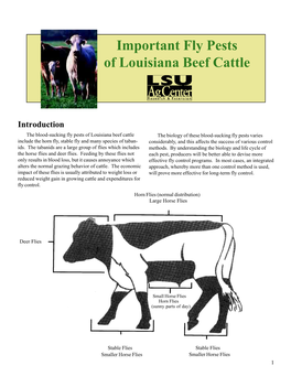 Important Fly Pests of Louisiana Beef Cattle