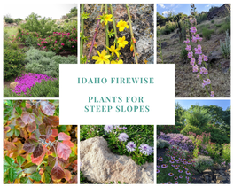 Plants for Steep Slopes