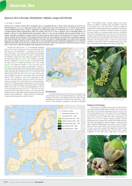 Holm Oak (Quercus Ilex L.) Is an Broadleaved Evergreen Tree Or Shrub, Which Can Grow up to 25 M and Exceptionally 30 M 1, 2 Frequency with Over 2 M of Trunk Diameter