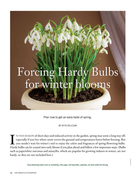 Forcing Hardy Bulbs for Winter Blooms