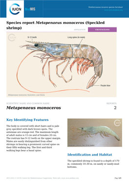 Species Report Metapenaeus Monoceros (Speckled Shrimp) AFFILIATION CRUSTACEANS