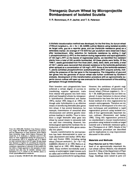 Transgenic Durum Wheat by Microprojectile Bombardment of Isolated Scutella