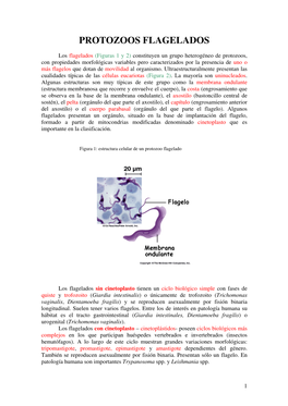 Protozoos Flagelados