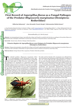 First Record of Aspergillus Flavus As a Fungal Pathogen of the Predator Rhynocoris Marginatus (Hemiptera: Reduviidae)