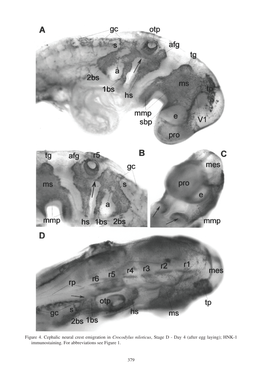 379 Figure 4. Cephalic Neural Crest Emigration in Crocodylus Niloticus, Stage D