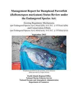 Management Report for Bumphead Parrotfish (Bolbometopon