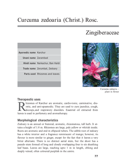 Curcuma Zedoaria (Christ.) Rosc. Zingiberaceae