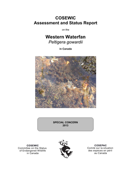 Western Waterfan Lichen,Peltigera Gowardii