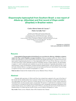 Elopomorpha Leptocephali from Southern Brazil: a New Report of Albula Sp