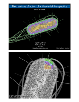 Mechanisms of Action of Antibacterial Therapeutics MEDCH 561P