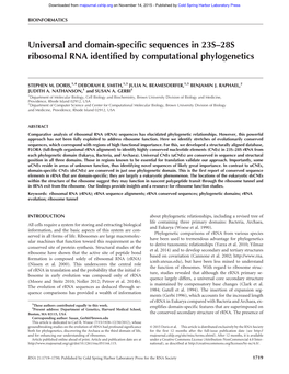 Universal and Domain-Specific Sequences in 23S–28S Ribosomal RNA Identified by Computational Phylogenetics