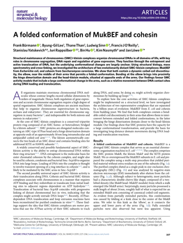 A Folded Conformation of Mukbef and Cohesin