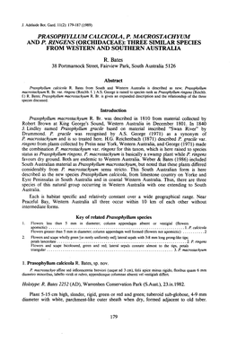 Prasophyllum Calcicola, P. Macrostachyum and P