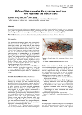 Belonochilus Numenius, the Sycamore Seed Bug, New Record for the Iberian Fauna