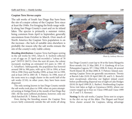 Caspian Tern Sterna Caspia the Salt Works of South San Diego Bay Have Been the Site of a Major Colony of the Caspian Tern Since at Least the 1940S