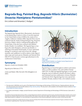 Bagrada Bug, Painted Bug, Bagrada Hilaris (Burmeister) (Insecta: Hemiptera: Pentatomidae)1 Eric Leveen and Amanda C