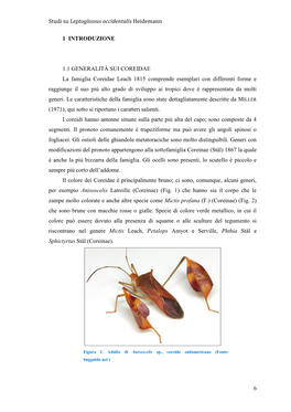 Studi Su Leptoglossus Occidentalis Heidemann