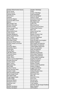 Greater White-Fronted Goose Greater Yellowlegs Snow Goose Willet