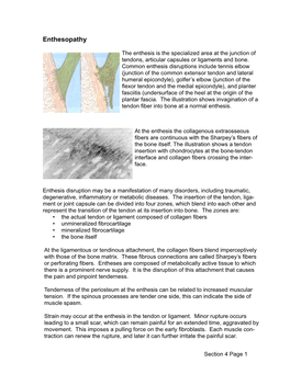 4 Enthesis 2