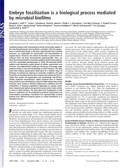 Embryo Fossilization Is a Biological Process Mediated by Microbial Biofilms