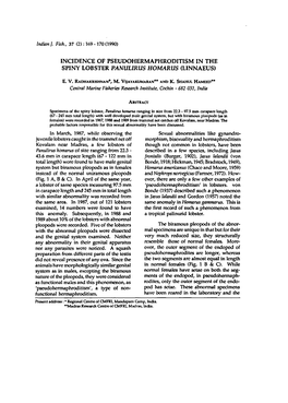 Incidence of Pseudohermaphroditism in the Spiny Lobster Panulirus Homarus (Linnaeus)