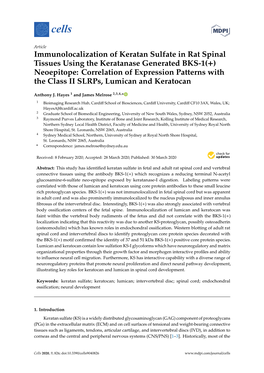 Immunolocalization of Keratan Sulfate in Rat Spinal Tissues Using