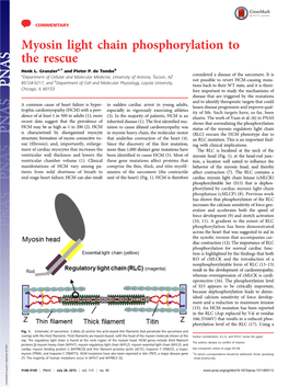 Myosin Light Chain Phosphorylation to the Rescue Henk L